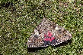 Attēlu rezultāti vaicājumam “Catocala sponsa”