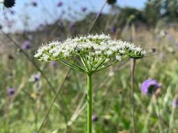 Attēlu rezultāti vaicājumam “Selinum carvifolia flower”