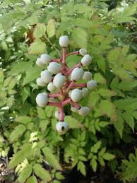 Image result for Christophskraut