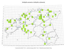 Attēlu rezultāti vaicājumam “Anthyllis arenaria”