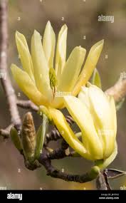 Attēlu rezultāti vaicājumam “Magnolia acuminata bud”