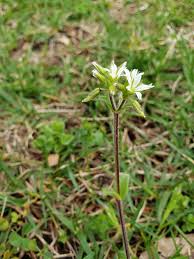 Attēlu rezultāti vaicājumam “Cerastium holosteoides fruit”