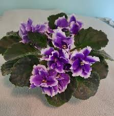 Attēlu rezultāti vaicājumam “Diderma testaceum sessile”