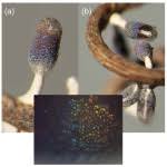 Attēlu rezultāti vaicājumam “Diachea subsessilis stalked”