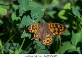 Attēlu rezultāti vaicājumam “Pararge aegeria”