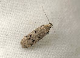 Attēlu rezultāti vaicājumam “Gelechia rhombella”