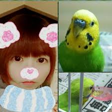 「珠千代」の画像検索結果