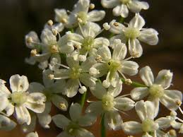Image result for Pimpinella saxifraga
