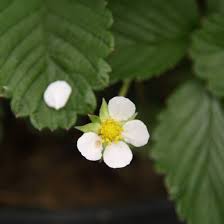 Attēlu rezultāti vaicājumam “Fragaria vesca flower”