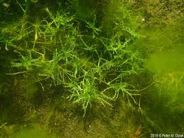 Attēlu rezultāti vaicājumam “Najas marina leaf”