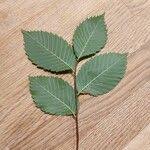 Attēlu rezultāti vaicājumam “Ulmus laevis leaf”