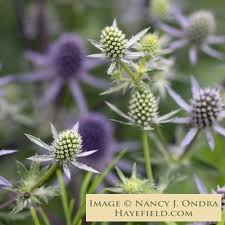 Attēlu rezultāti vaicājumam “Eryngium planum fruit”