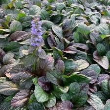 Attēlu rezultāti vaicājumam “Ajuga reptans bud”