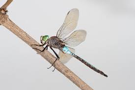 Attēlu rezultāti vaicājumam “Anax parthenope”