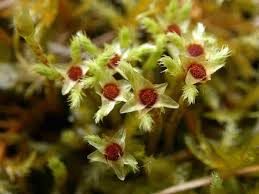 Attēlu rezultāti vaicājumam “Philonotis fontana”