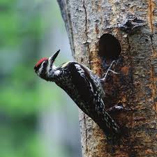 Image result for Sphyrapicus varius