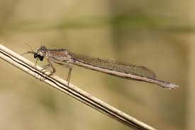 Attēlu rezultāti vaicājumam “Sympecma paedisca”