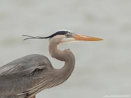 Image result for heron