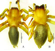 Attēlu rezultāti vaicājumam “Cheiracanthium sp.”