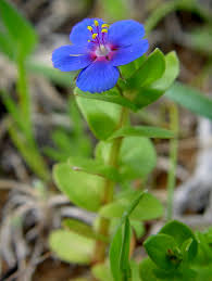 Attēlu rezultāti vaicājumam “Anagallis arvensis leaf”