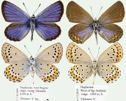 Attēlu rezultāti vaicājumam “Plebejus argus / Plebejus idas”