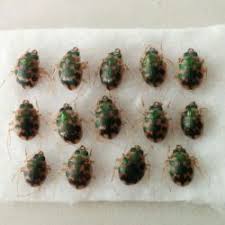 Attēlu rezultāti vaicājumam “Omophron limbatum”