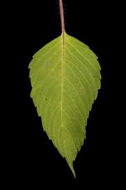 Attēlu rezultāti vaicājumam “Galeopsis speciosa leaf”