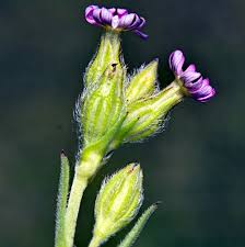 Attēlu rezultāti vaicājumam “Silene tatarica bud”