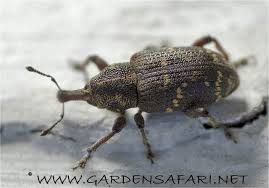 Attēlu rezultāti vaicājumam “Hylobius pinastri”