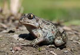 Attēlu rezultāti vaicājumam “Pelobates fuscus”