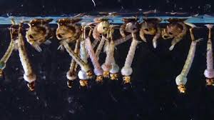 Attēlu rezultāti vaicājumam “Culex pipiens larva”