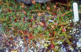 Attēlu rezultāti vaicājumam “Ledum palustre leaf”