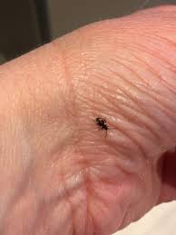 Attēlu rezultāti vaicājumam “Ptinus sp.”