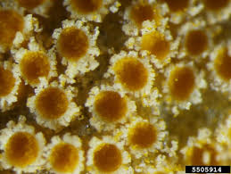 Attēlu rezultāti vaicājumam “Puccinia coronata”