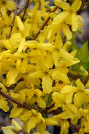 Attēlu rezultāti vaicājumam “Forsythia intermedia”
