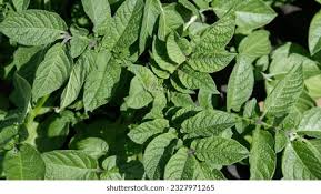 Attēlu rezultāti vaicājumam “Solanum tuberosum leaf”