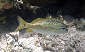 Image result for Haemulon plumierii