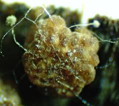 Attēlu rezultāti vaicājumam “Octospora splachnophila spores”