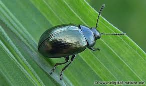 Attēlu rezultāti vaicājumam “Phaedon cochleariae”