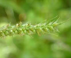 Attēlu rezultāti vaicājumam “Echinochloa crus-galli leaf”