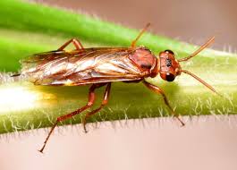 Attēlu rezultāti vaicājumam “Pamphiliidae”