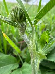 Attēlu rezultāti vaicājumam “Trifolium montanum”