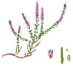 Attēlu rezultāti vaicājumam “Calluna vulgaris fruit”