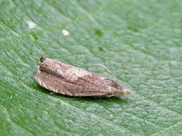 Attēlu rezultāti vaicājumam “Dichrorampha simpliciana”