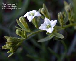 Attēlu rezultāti vaicājumam “Thesium alpinum flower”