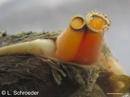 Attēlu rezultāti vaicājumam “Physarum bivalve sessile”