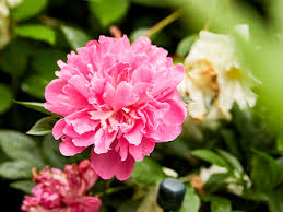 Image result for Pfingstrose