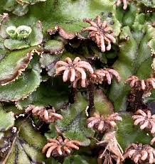 Attēlu rezultāti vaicājumam “Conocephalum salebrosum sporophyte”