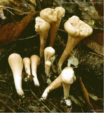 Attēlu rezultāti vaicājumam “Clavariadelphus pistillaris”