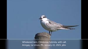 Attēlu rezultāti vaicājumam “Chlidonias hybrida adult”